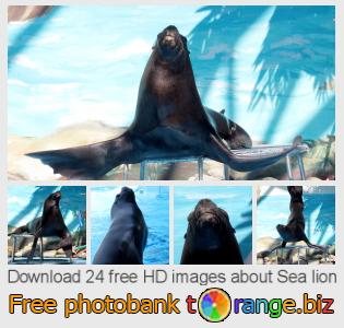 images free photo bank tOrange offers free photos from the section:  sea-lion