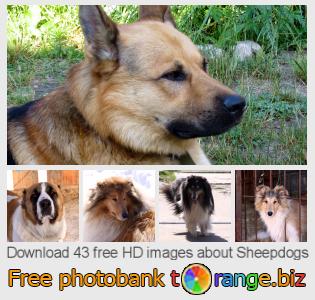 images free photo bank tOrange offers free photos from the section:  sheepdogs