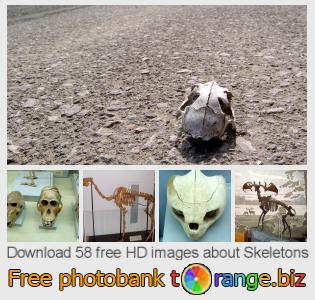 images free photo bank tOrange offers free photos from the section:  skeletons