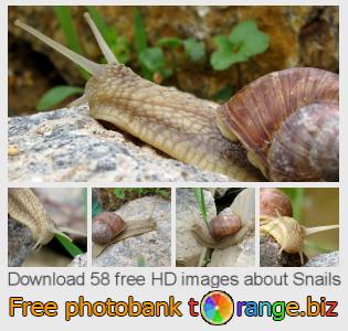 images free photo bank tOrange offers free photos from the section:  snails