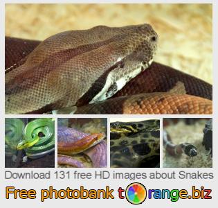 images free photo bank tOrange offers free photos from the section:  snakes