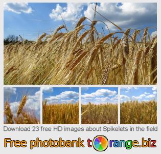 images free photo bank tOrange offers free photos from the section:  spikelets-field