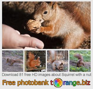 images free photo bank tOrange offers free photos from the section:  squirrel-nut