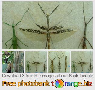images free photo bank tOrange offers free photos from the section:  stick-insects