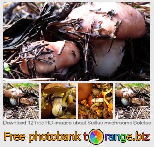 images free photo bank tOrange offers free photos from the section:  suillus-mushrooms-boletus