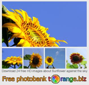 images free photo bank tOrange offers free photos from the section:  sunflower-against-sky