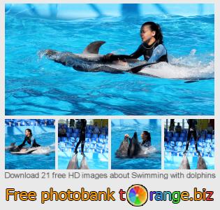images free photo bank tOrange offers free photos from the section:  swimming-dolphins