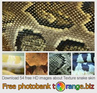 images free photo bank tOrange offers free photos from the section:  texture-snake-skin