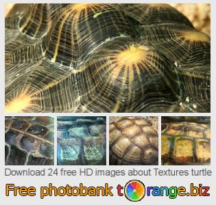 images free photo bank tOrange offers free photos from the section:  textures-turtle