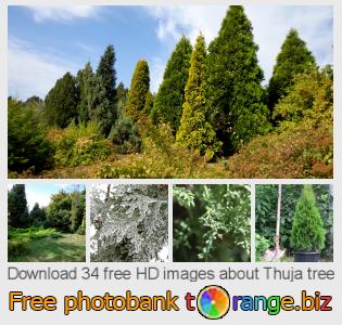 images free photo bank tOrange offers free photos from the section:  thuja-tree