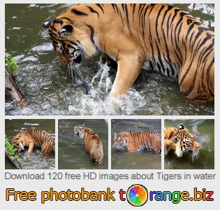 images free photo bank tOrange offers free photos from the section:  tigers-water