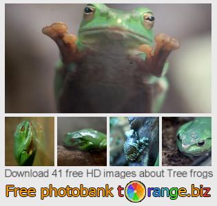 images free photo bank tOrange offers free photos from the section:  tree-frogs