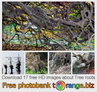 images free photo bank tOrange offers free photos from the section:  tree-roots