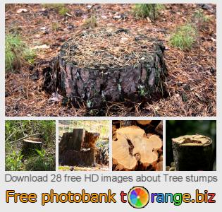 images free photo bank tOrange offers free photos from the section:  tree-stumps
