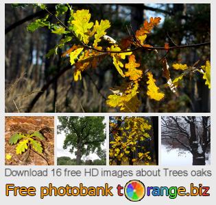 images free photo bank tOrange offers free photos from the section:  trees-oaks