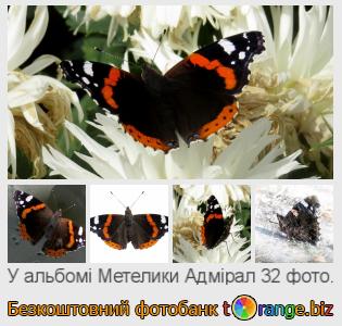 Фотобанк tOrange пропонує безкоштовні фото з розділу:  метелики-адмірал