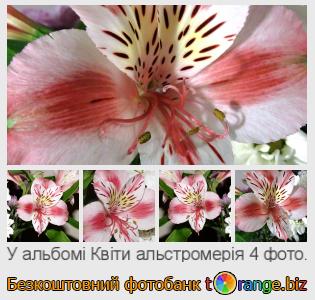 Фотобанк tOrange пропонує безкоштовні фото з розділу:  квіти-альстромерія