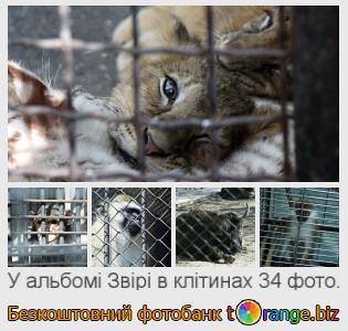 Фотобанк tOrange пропонує безкоштовні фото з розділу:  звірі-в-клітинах