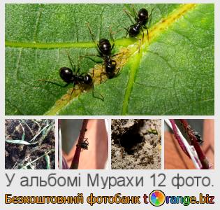 Фотобанк tOrange пропонує безкоштовні фото з розділу:  мурахи