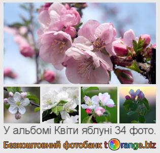 Фотобанк tOrange пропонує безкоштовні фото з розділу:  квіти-яблуні