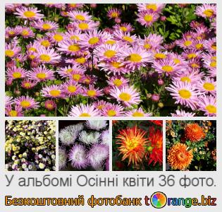 Фотобанк tOrange пропонує безкоштовні фото з розділу:  осінні-квіти
