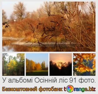 Фотобанк tOrange пропонує безкоштовні фото з розділу:  осінній-ліс