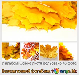 Фотобанк tOrange пропонує безкоштовні фото з розділу:  осіннє-листя-ізольовано