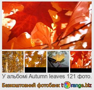 Фотобанк tOrange пропонує безкоштовні фото з розділу:  осіннє-листя