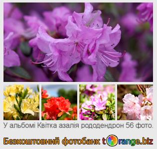 Фотобанк tOrange пропонує безкоштовні фото з розділу:  квітка-азалія-рододендрон