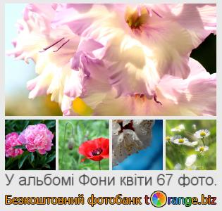 Фотобанк tOrange пропонує безкоштовні фото з розділу:  фони-квіти