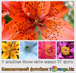 Фотобанк tOrange пропонує безкоштовні фото з розділу:  фони-квіти-макро