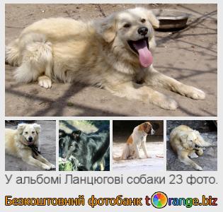 Фотобанк tOrange пропонує безкоштовні фото з розділу:  ланцюгові-собаки
