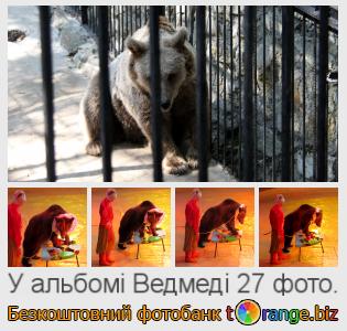 Фотобанк tOrange пропонує безкоштовні фото з розділу:  ведмеді