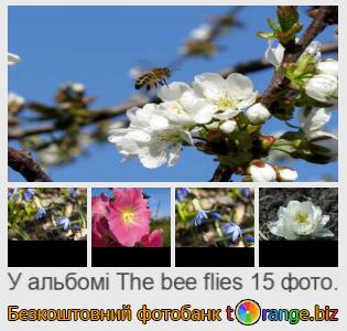 Фотобанк tOrange пропонує безкоштовні фото з розділу:  бджола-летить