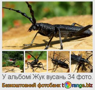 Фотобанк tOrange пропонує безкоштовні фото з розділу:  жук-вусань
