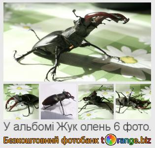 Фотобанк tOrange пропонує безкоштовні фото з розділу:  жук-олень