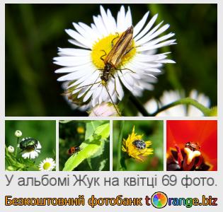 Фотобанк tOrange пропонує безкоштовні фото з розділу:  жук-на-квітці