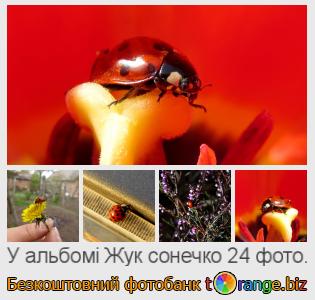 Фотобанк tOrange пропонує безкоштовні фото з розділу:  жук-сонечко