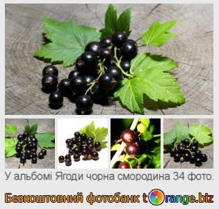 Фотобанк tOrange пропонує безкоштовні фото з розділу:  ягоди-чорна-смородина