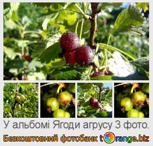 Фотобанк tOrange пропонує безкоштовні фото з розділу:  ягоди-агрусу
