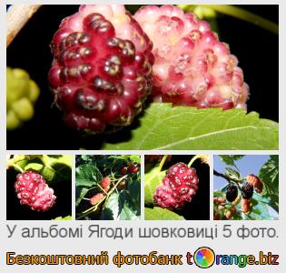 Фотобанк tOrange пропонує безкоштовні фото з розділу:  ягоди-шовковиці