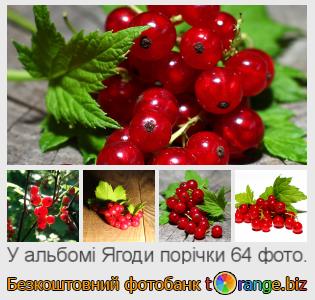 Фотобанк tOrange пропонує безкоштовні фото з розділу:  ягоди-порічки