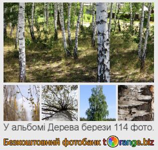 Фотобанк tOrange пропонує безкоштовні фото з розділу:  дерева-берези