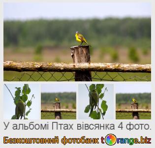 Фотобанк tOrange пропонує безкоштовні фото з розділу:  птах-вівсянка