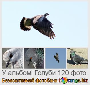 Фотобанк tOrange пропонує безкоштовні фото з розділу:  голуби