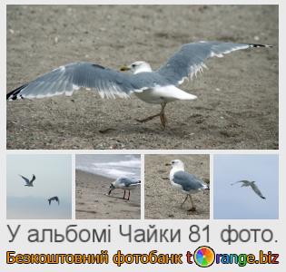 Фотобанк tOrange пропонує безкоштовні фото з розділу:  чайки
