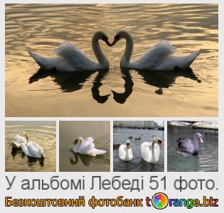 Фотобанк tOrange пропонує безкоштовні фото з розділу:  лебеді