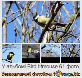 Фотобанк tOrange пропонує безкоштовні фото з розділу:  пташка-синичка