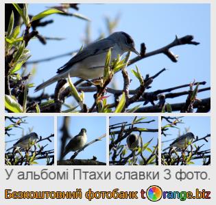Фотобанк tOrange пропонує безкоштовні фото з розділу:  птахи-славки