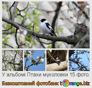 Фотобанк tOrange пропонує безкоштовні фото з розділу:  птахи-мухоловки